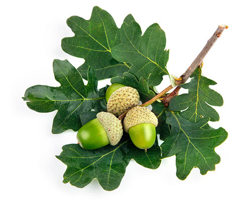 Image of acorns with leaves